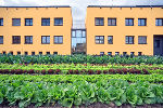 im Vordergrund ein Gemüsefeld, im Hintergrund das Internatsgebäude der Gartenbauschule. Gelbes Gebäude mit Flachdach und einem Stiegenhaus aus Glas.