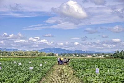 Versuchsstandort Kalsdorf bei Ilz © Herbert Oberecker Versuchsstandort Kalsdorf bei Ilz © Herbert Oberecker